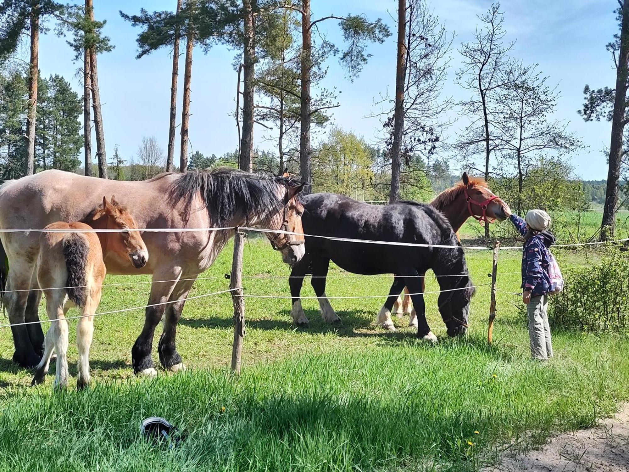Z Bala Na Podlasiu Z Balia Ogrodowa Holiday home Suszcza